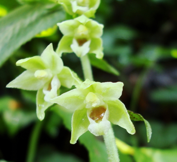 Epipactis muelleri Godfery